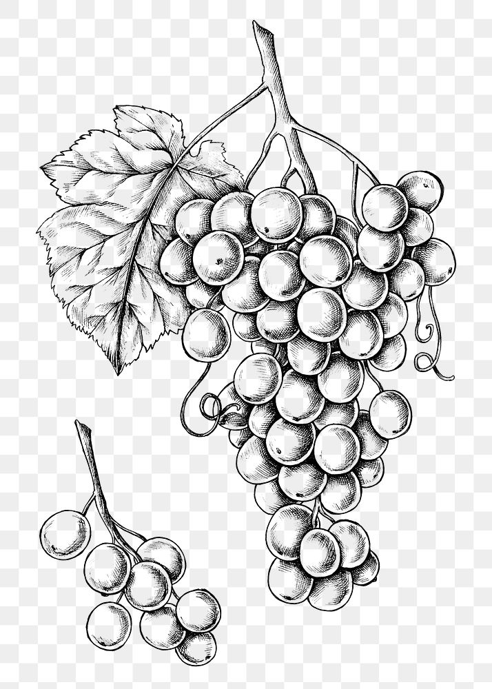 Design elements -- vine / Color vector illustration, dark red grapes --  drawing, sketch Stock Vector | Adobe Stock
