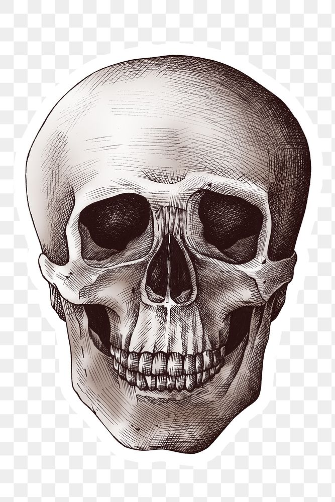 Hand drawn human skull sticker with a white border design element