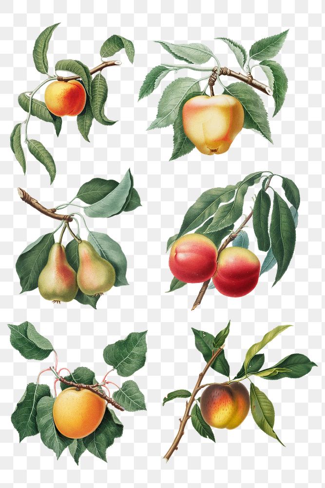 Hand drawn peach and pear design element set