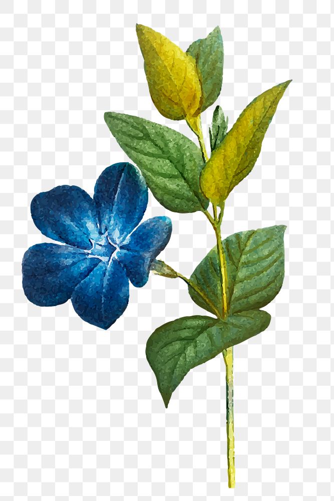 Vintage blue periwinkle flower png sticker