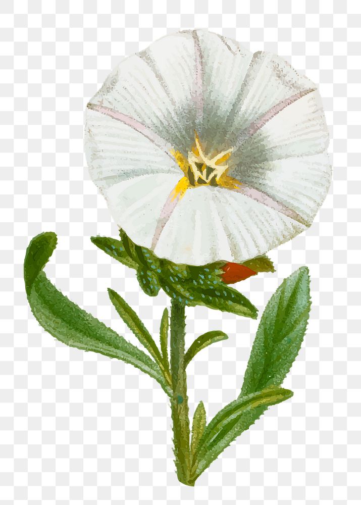 Vintage silverbush flower png sticker hand drawn botanical