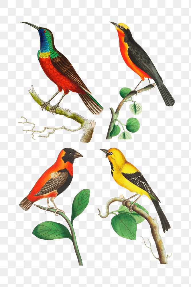 Png colorful bird illustration set 