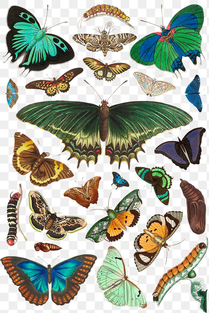 Png colorful butterfly vintage collection