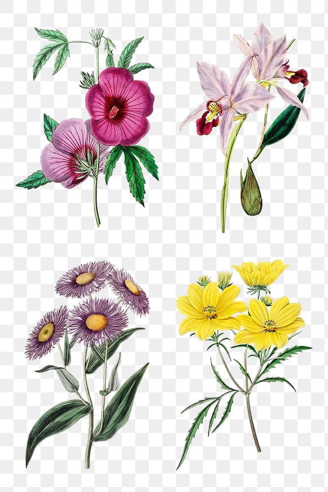 Tropical flowers psd botanical vintage illustration mixed