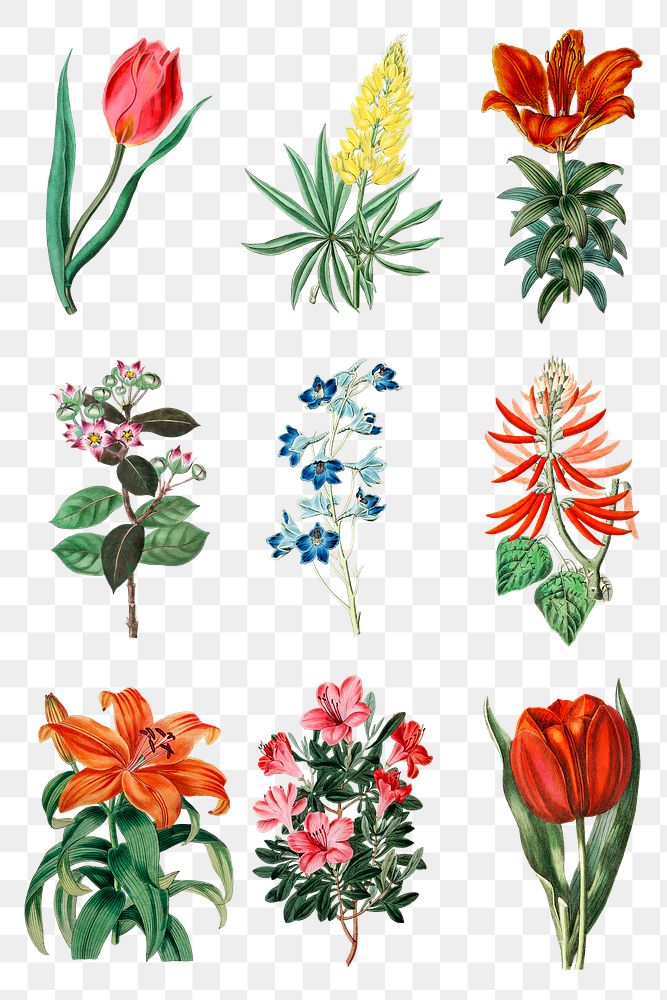 Flowers png vintage botanical illustration mixed