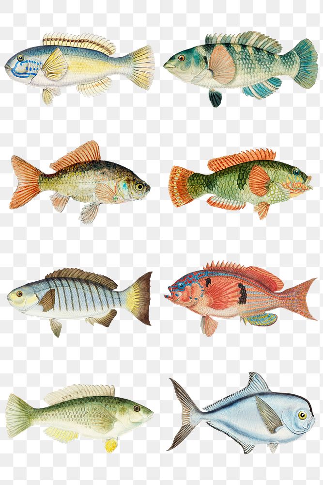 Antique drawing fish png marine life illustrated drawing set