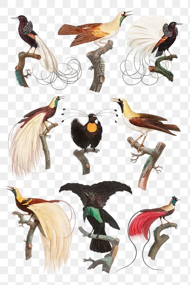 Vintage bird illustration png set