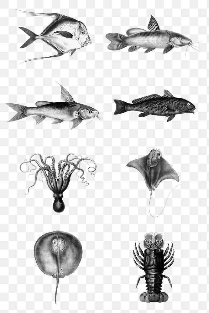 Black and white sea animals png set illustration