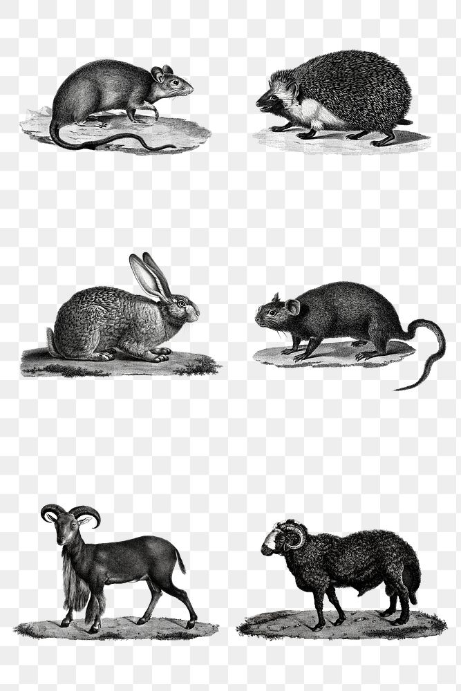 Black and white mammals png set