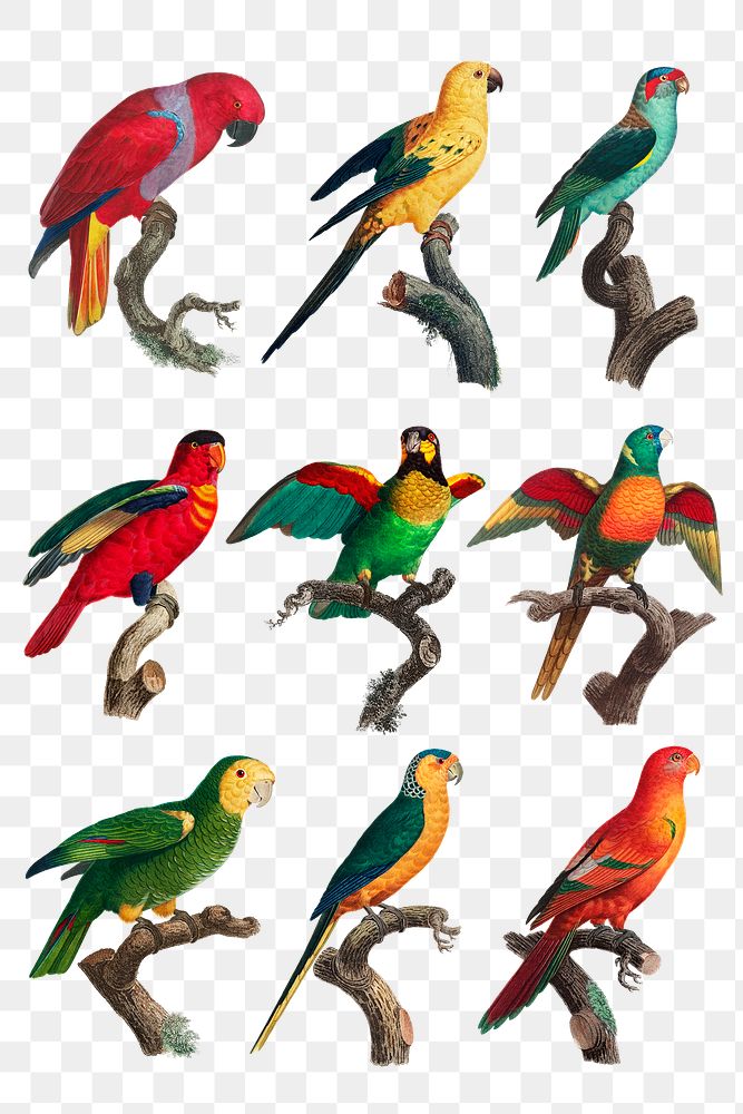 PNG exotic tropical birds set 
