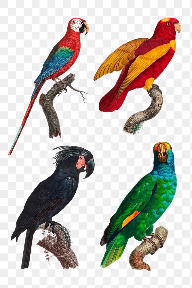 Png vintage birds drawing collection