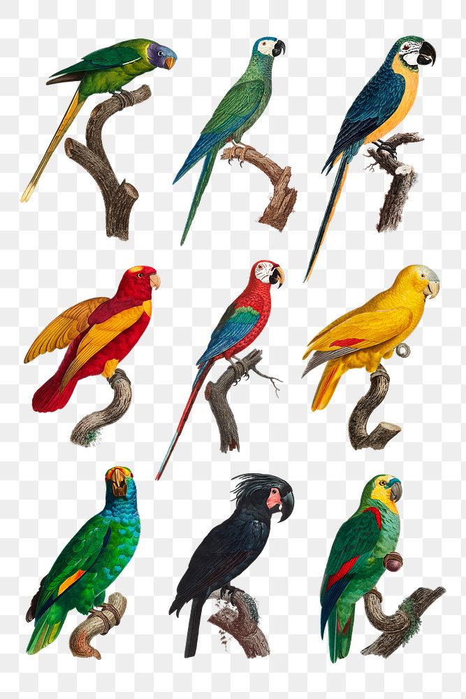 Mixed vintage parrots collection png
