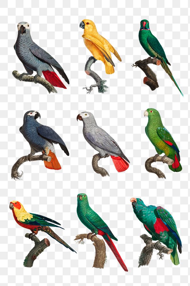 Png vintage parrots illustration set