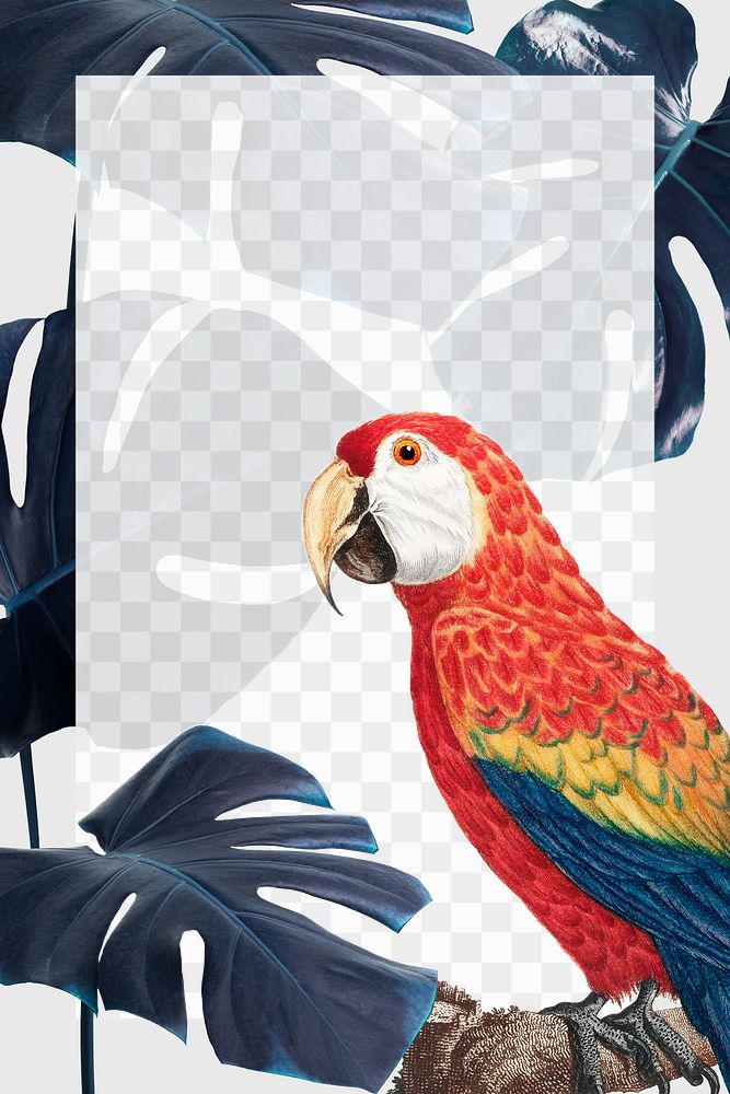 Scarlet macaw bird monstera leaf png frame transparent background