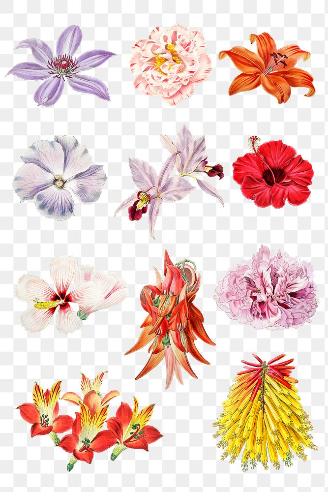 Flowers blooming png cut out  botanical collection