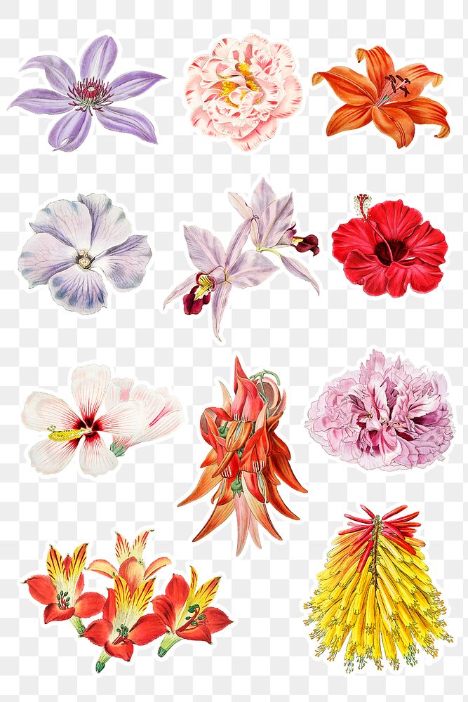 Flowers blooming png cut out botanical mixed