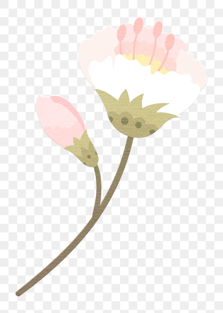 Png white cherry blossom sticker flower element