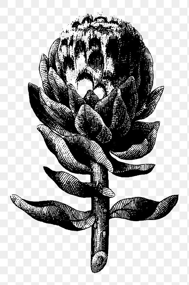 Artichoke png sticker, vintage botanical illustration, transparent background. Free public domain CC0 image.