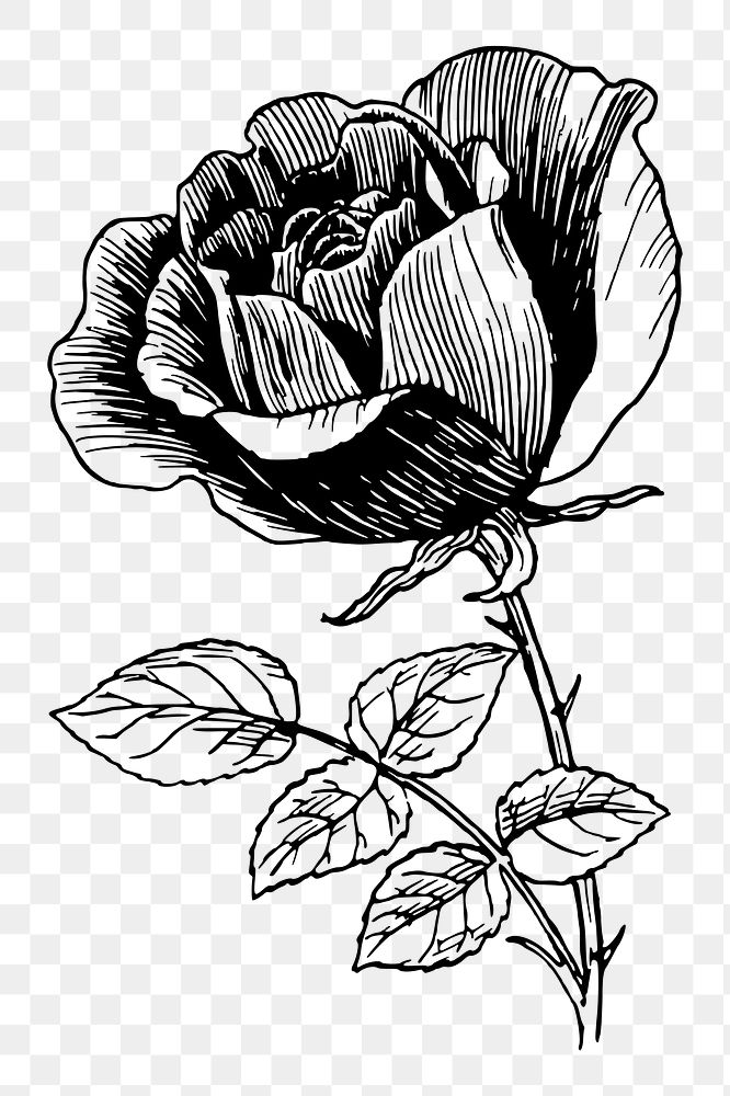 Rose flower png sticker, vintage botanical illustration, transparent background. Free public domain CC0 image.