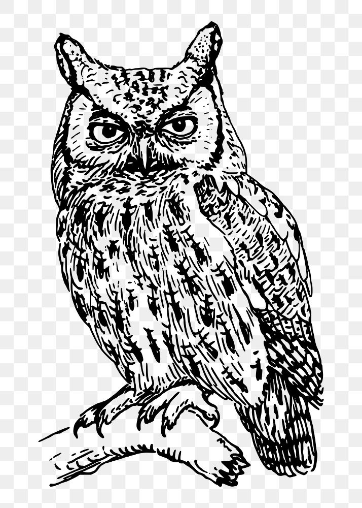 Screech owl png sticker, vintage bird illustration, transparent background. Free public domain CC0 image.