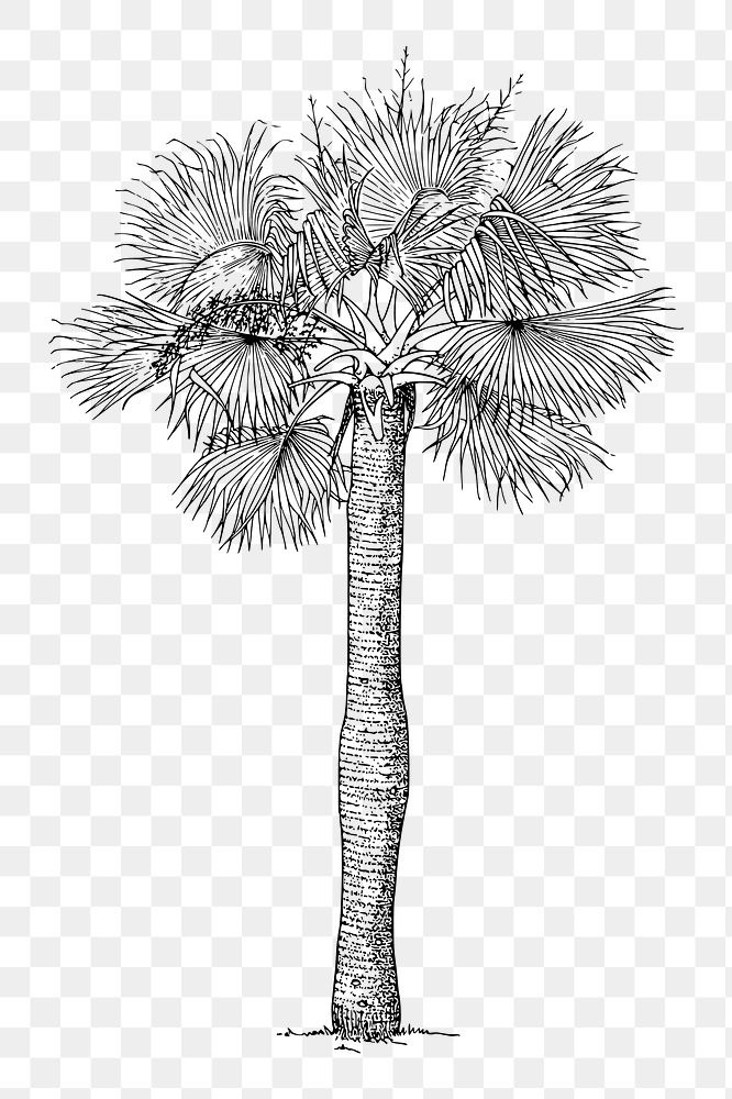 Palm tree png sticker, vintage botanical illustration, transparent background. Free public domain CC0 image.