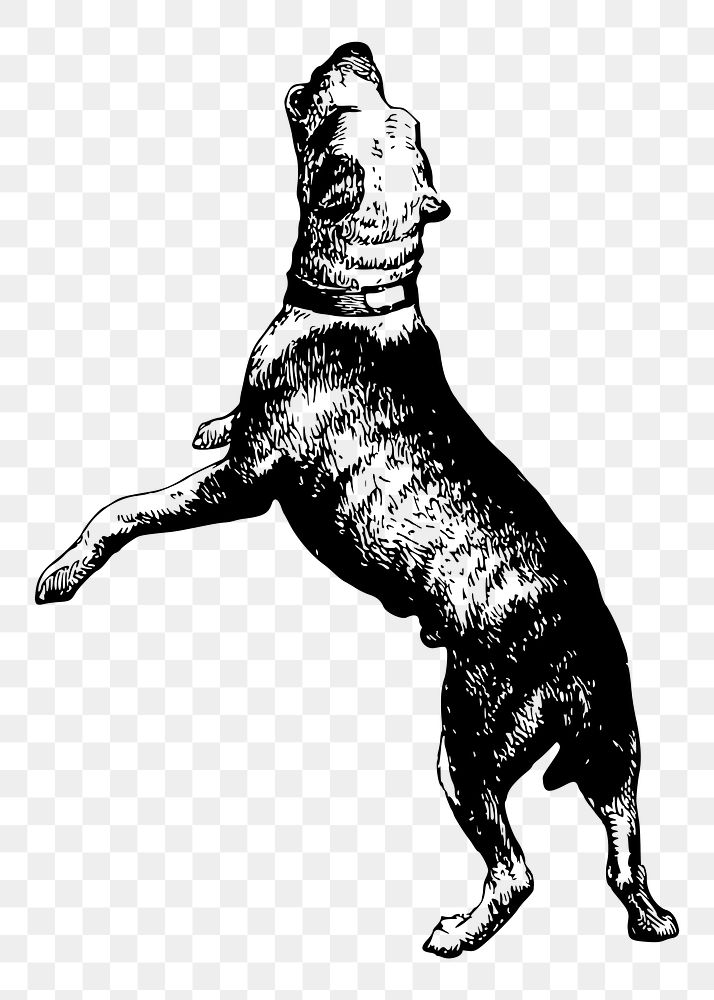 Barking dog png sticker, vintage animal illustration, transparent background. Free public domain CC0 image.