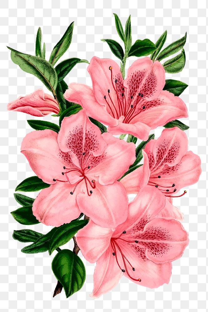 Pink azalea png flowers sticker, vintage botanical illustration, transparent background. Free public domain CC0 image.