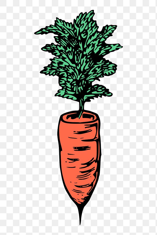 Carrot png sticker, vintage vegetable illustration, transparent background. Free public domain CC0 image.