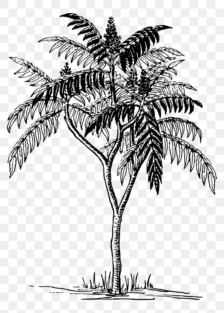Sumac tree png sticker, vintage botanical illustration, transparent background. Free public domain CC0 image.