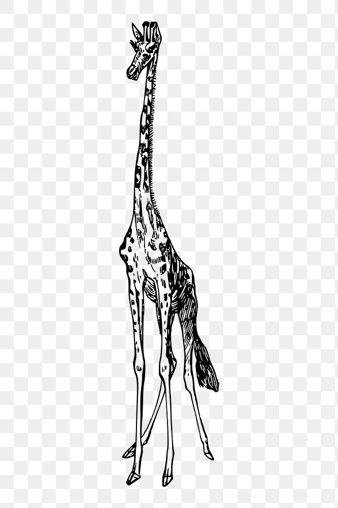 Giraffe png sticker, vintage animal illustration, transparent background. Free public domain CC0 image.