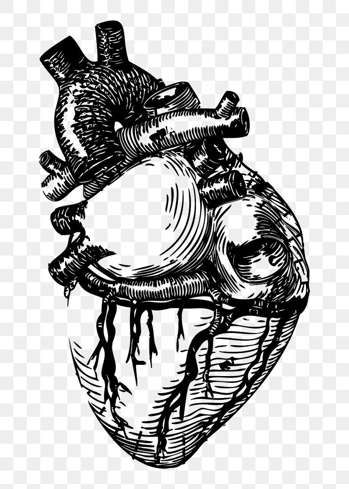 Realistic heart png sticker, vintage anatomy illustration, transparent background. Free public domain CC0 image.