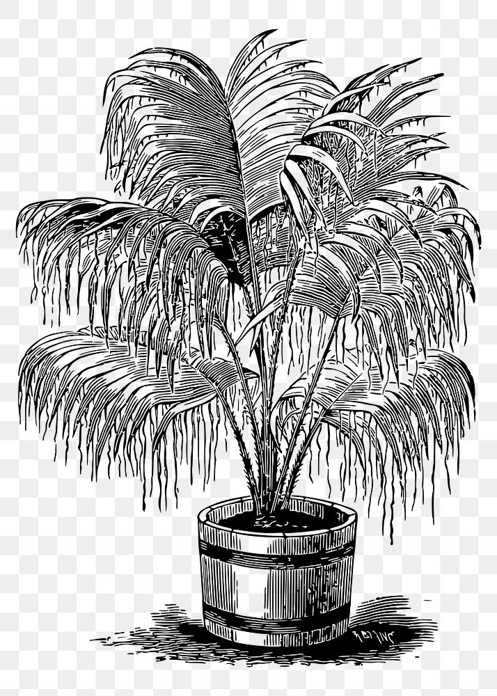 Potted palm png sticker, vintage botanical illustration, transparent background. Free public domain CC0 image.