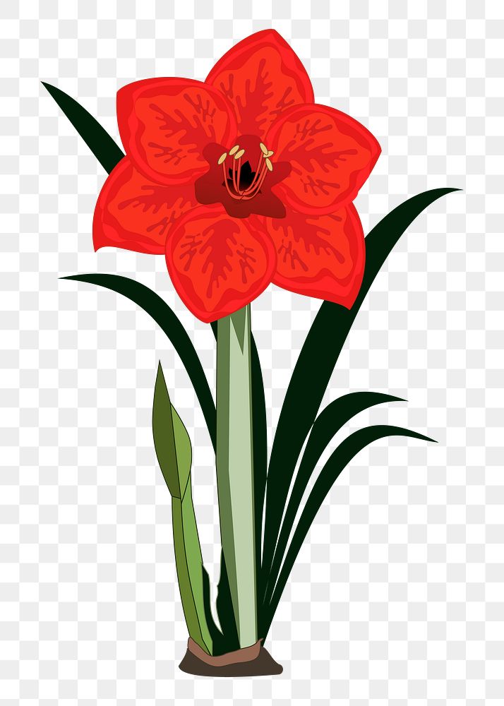 Red amaryllis png sticker, flower illustration, transparent background. Free public domain CC0 image.