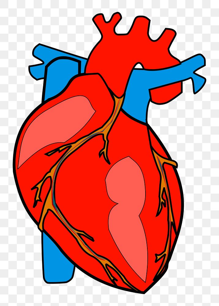 Human heart png sticker, medical illustration, transparent background. Free public domain CC0 image.
