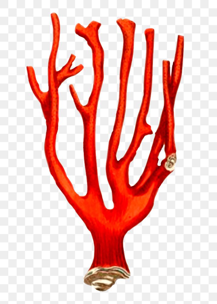 Red coral png sticker, sea life illustration, transparent background. Free public domain CC0 image.