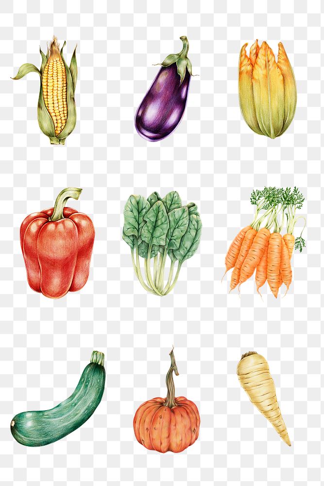 Fresh vegetable png illustration botanical hand drawn set