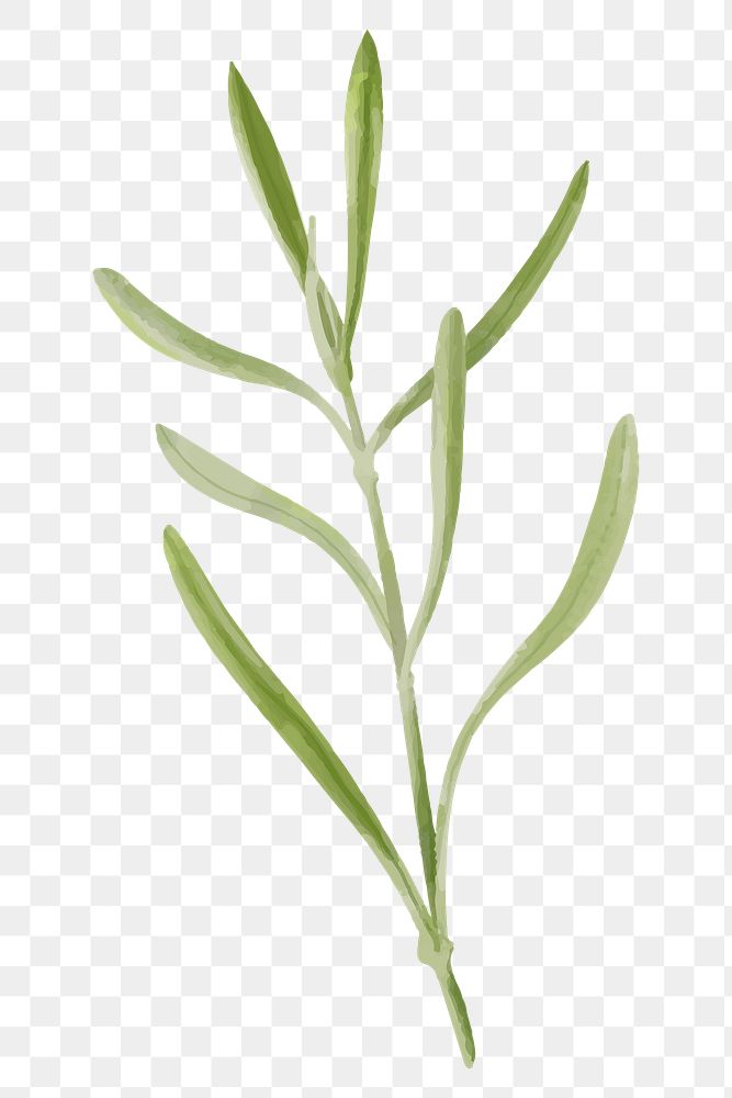 Green leaf sticker png botanical drawing clipart