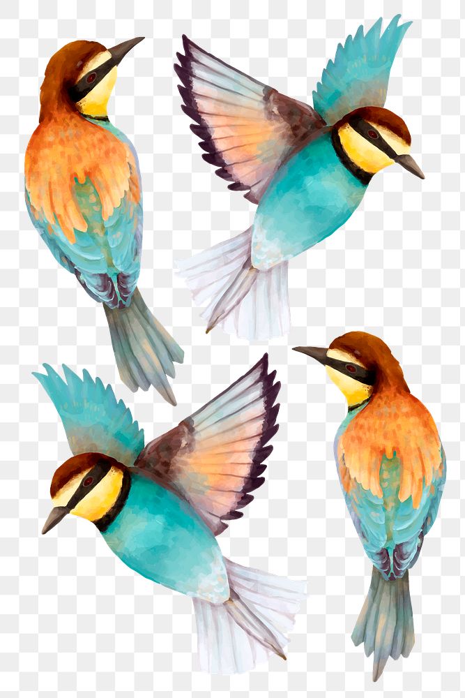 Bee eater bird sticker png illustration collection