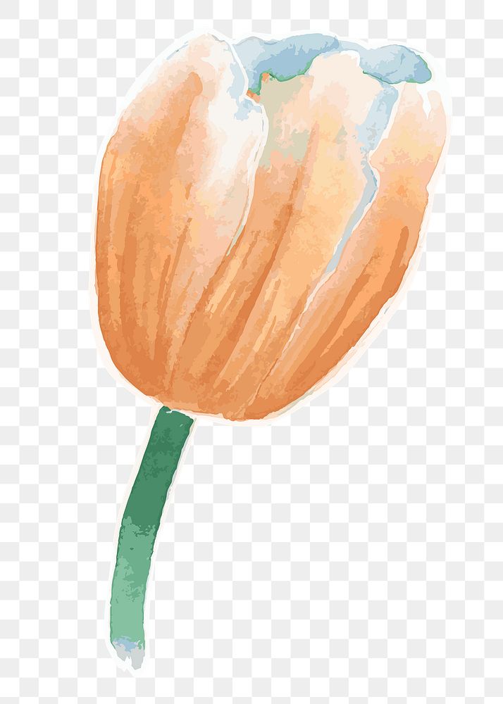 Orange tulip flower transparent png watercolor sticker