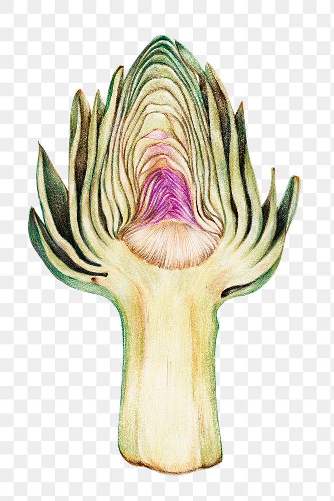 Green artichoke vegetable illustration png organic