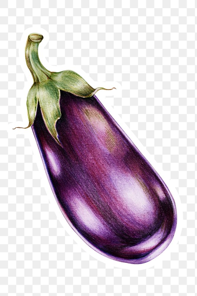Fresh eggplant illustration png botanical drawing