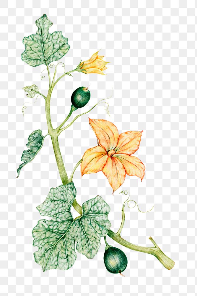 Blooming pumpkin flower png botanical illustration