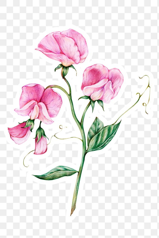 Blooming pink flower png botanical illustration sticker