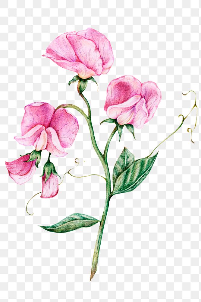 Blooming pink flower png botanical illustration