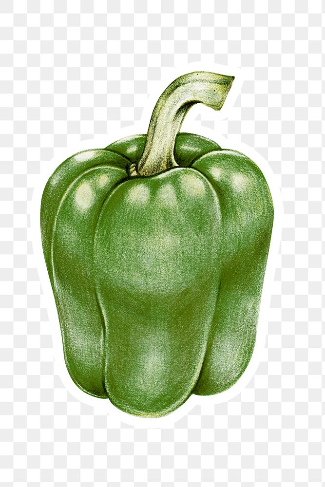 Green bell pepper vegetable png illustration organic