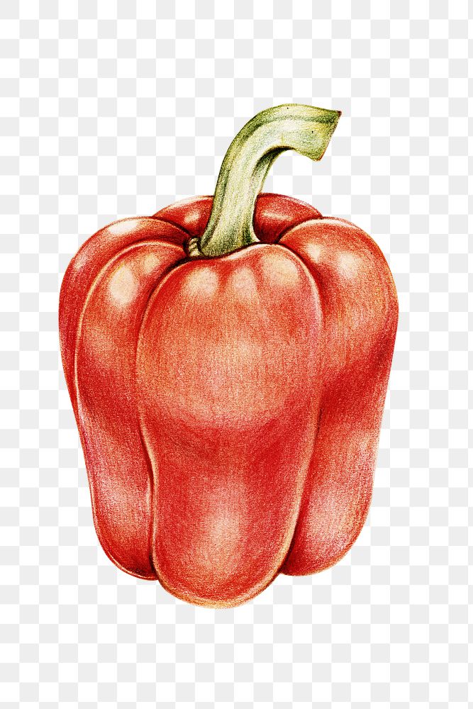 Organic food png red bell pepper drawing illustration