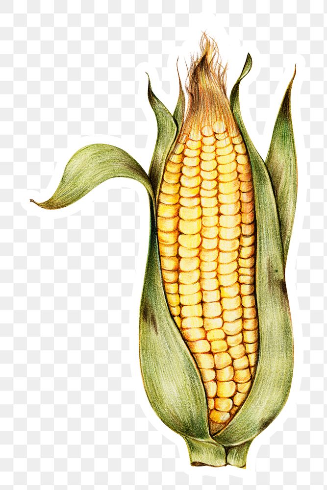Organic raw food png corn drawing illustration