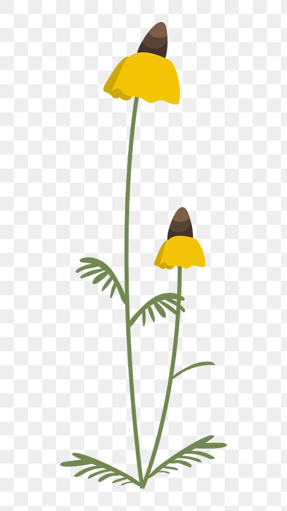 Png long head coneflower cutout floral illustration