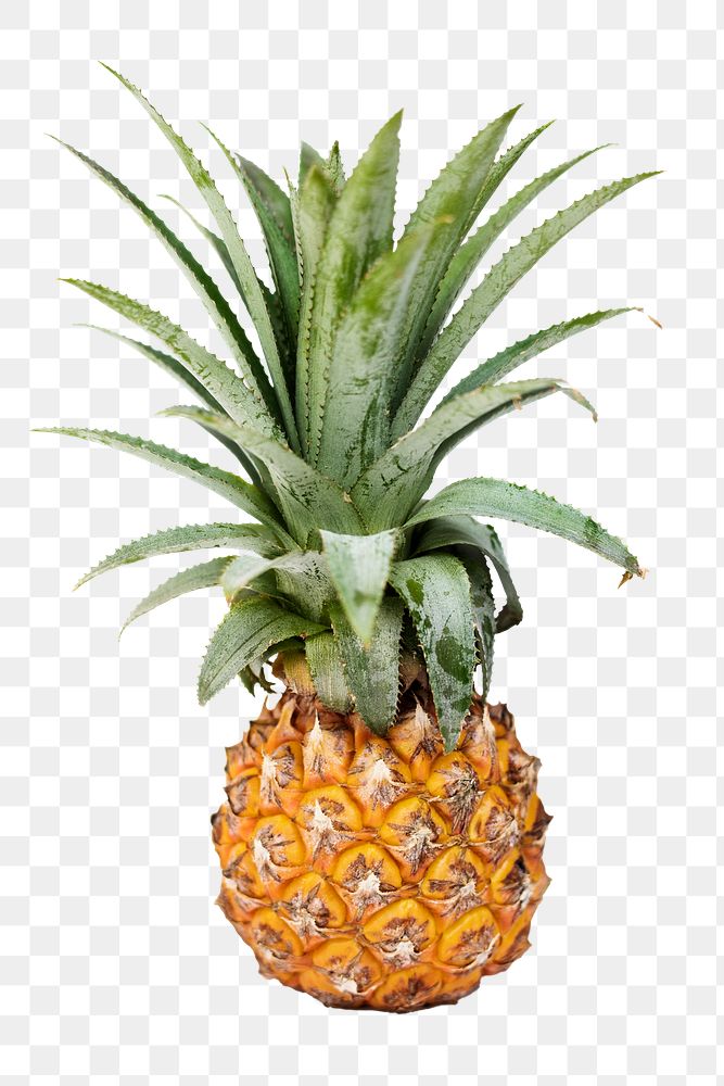 Fresh pineapple design element