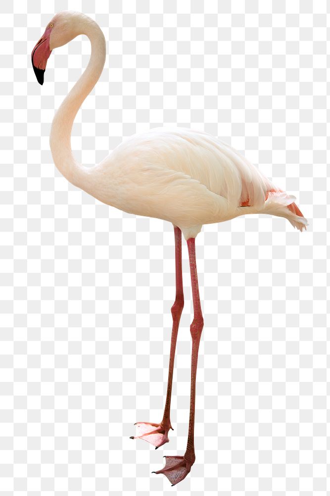 White flamingo design element 